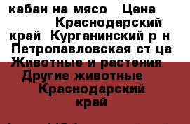 кабан на мясо › Цена ­ 12 000 - Краснодарский край, Курганинский р-н, Петропавловская ст-ца Животные и растения » Другие животные   . Краснодарский край